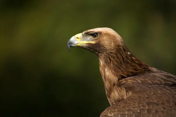 Close-up of sunlit golden eagle against trees — Stock Photo, Image