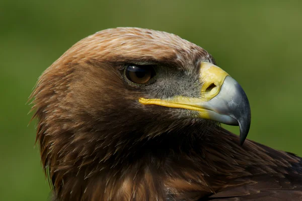 Close-up of turned head of golden eagle — Stock Photo, Image