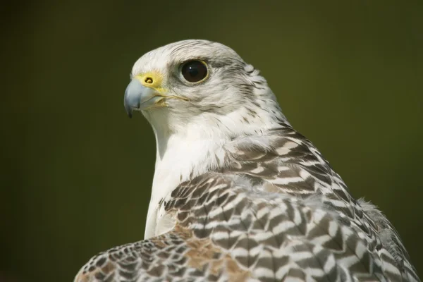 Zbliżenie: słoneczne gyrfalcon głowy i szyi — Zdjęcie stockowe