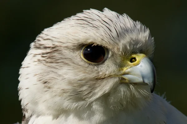 Close-up de cabeça de gyrfalcon branco no perfil — Fotografia de Stock