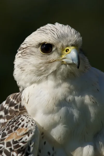 Gros plan de la tête et du sein du faucon gerfaut blanc — Photo