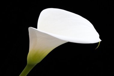 Siyah karede Arum lily yaslanmış beyaz