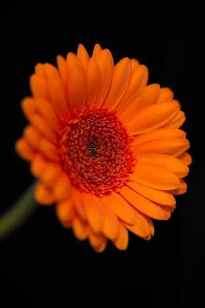 Head and stem of blurred orange gerbera — Stock Photo, Image