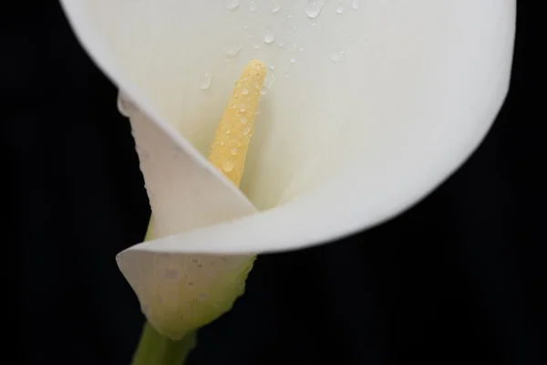 White arum lily spattered with water landscape — Stock Photo, Image