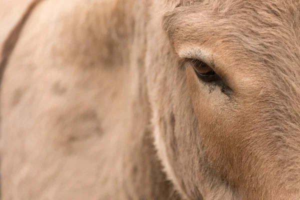 Close-up of head and flank of donkey — Stock Photo, Image