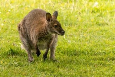 Kanguru alandaki arka ayak üzerinde çömeldi