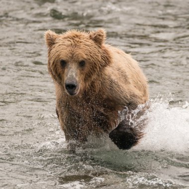 Bear splashing through river with paw raised