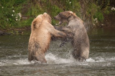 Brown bears fighting in spray of water