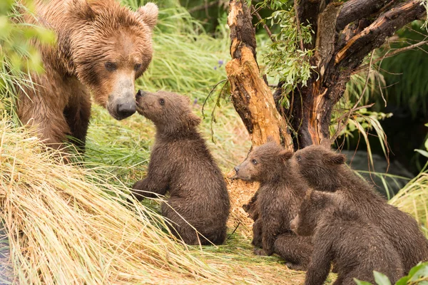 Four bear cubs greet mother beside tree — Stock Photo, Image