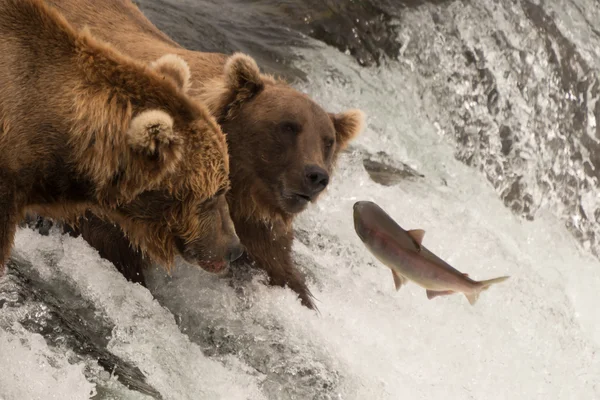 Salmon jumps towards two bears on waterfall — Stockfoto