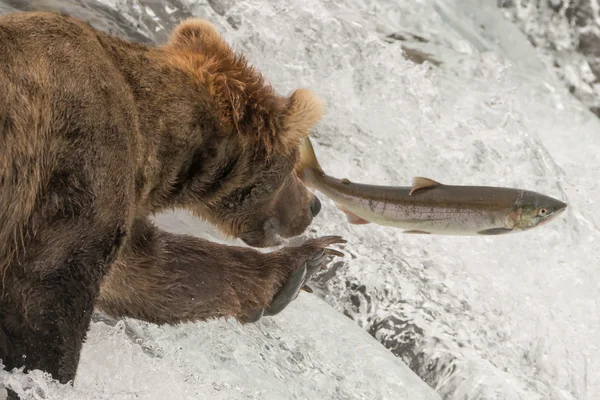 Close-up of bear reaching for leaping salmon — Stockfoto