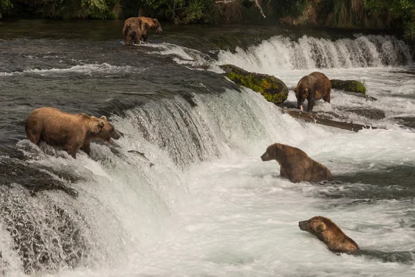 Five bears salmon fishing at Brooks Falls — 图库照片