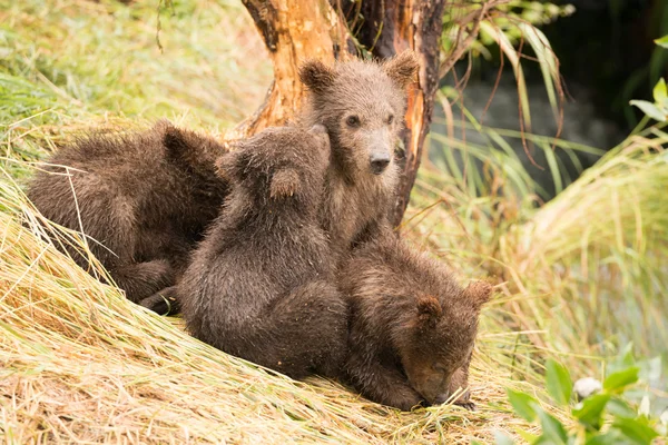 Brown bear cub nuzzling another beside tree — стокове фото