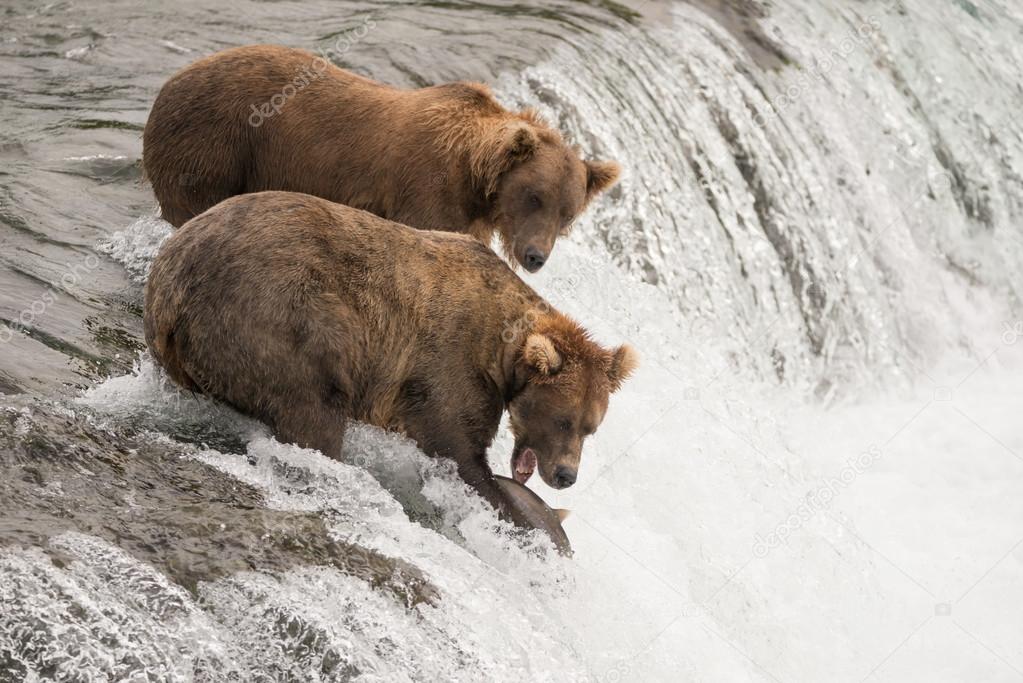 One brown bear beside another catches salmon