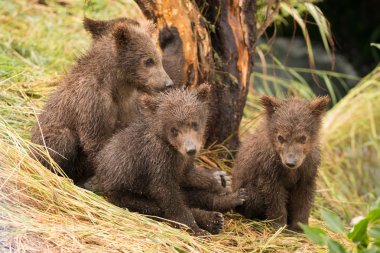 Four brown bear cubs sitting by tree