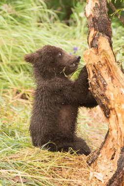 Brown bear cub chews branch of tree