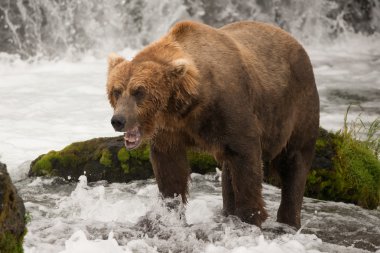 Brown bear yawns beside green mossy rock