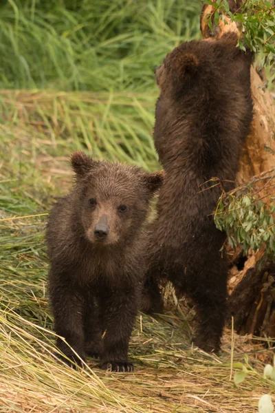 Bear cub looking at camera beside another — Stock Photo, Image