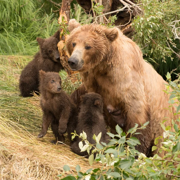 Four brown bear cubs sitting with mother — Stok fotoğraf