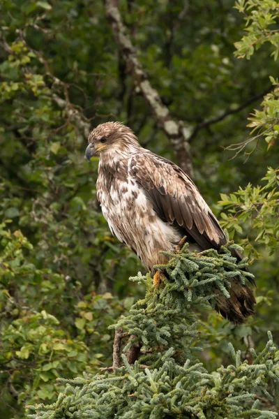 Juvenile bald eagle perched in pine tree — Stock Photo, Image