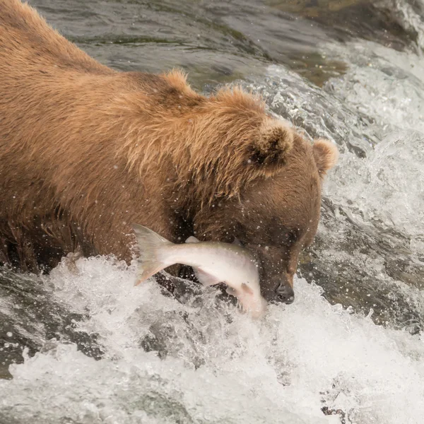 Orso bruno cattura salmone a Brooks Falls — Foto Stock