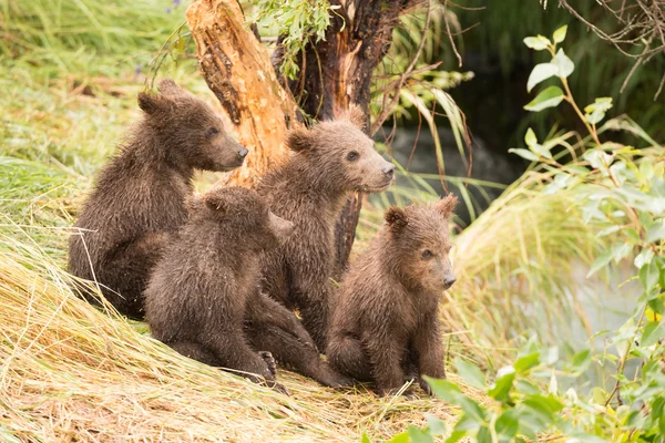 Four bear cubs looking right towards river — Φωτογραφία Αρχείου