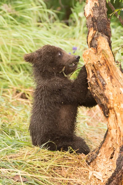 Brown bear cub chews branch of tree — Stockfoto