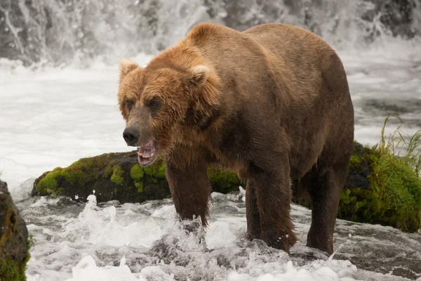 Brown bear yawns beside green mossy rock — стокове фото