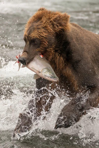 Urso marrom segurando salmão em água branca — Fotografia de Stock