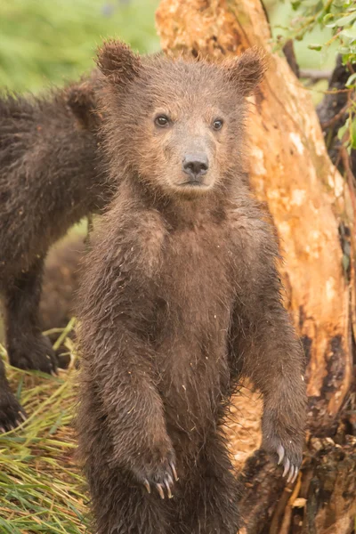 Brown bear cub standing on hind legs — Stock Photo, Image