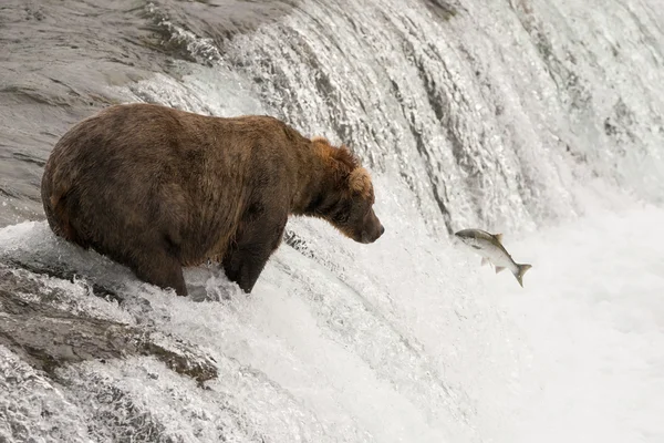 Oso marrón observa salmón saltando hacia ella — Foto de Stock