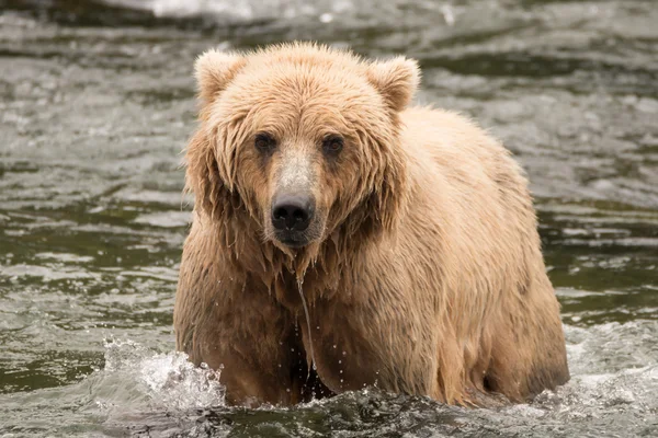 Brown bear in river from the front — Stockfoto