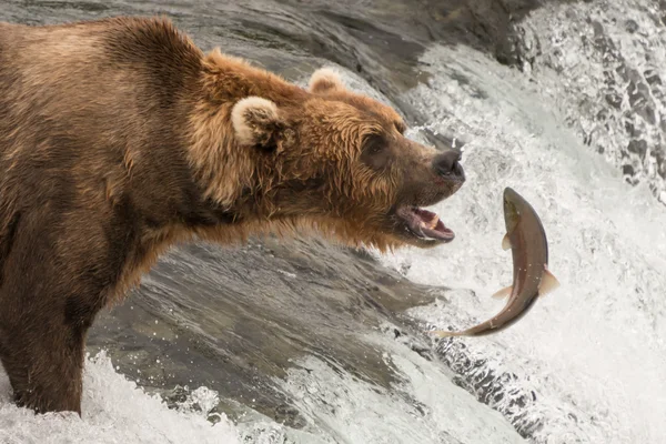 Urso marrom prestes a pegar um salmão — Fotografia de Stock