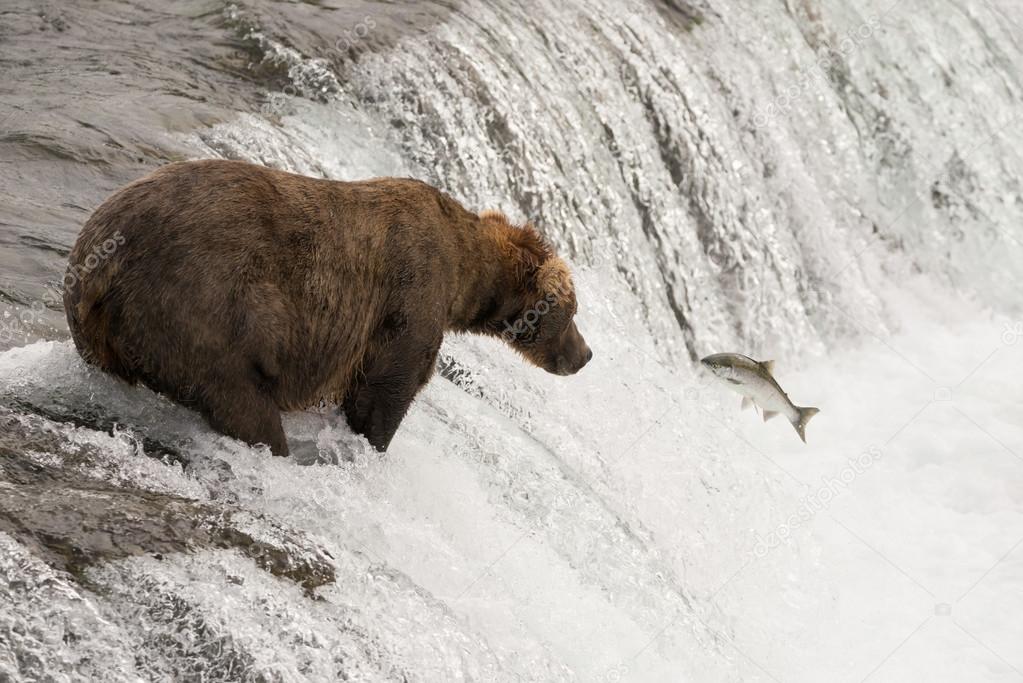 Brown bear watches salmon leaping towards it