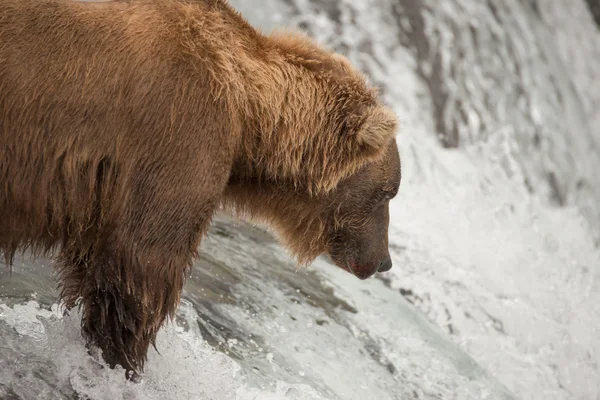 Close-up of bear salmon fishing on waterfall — Stock Photo, Image