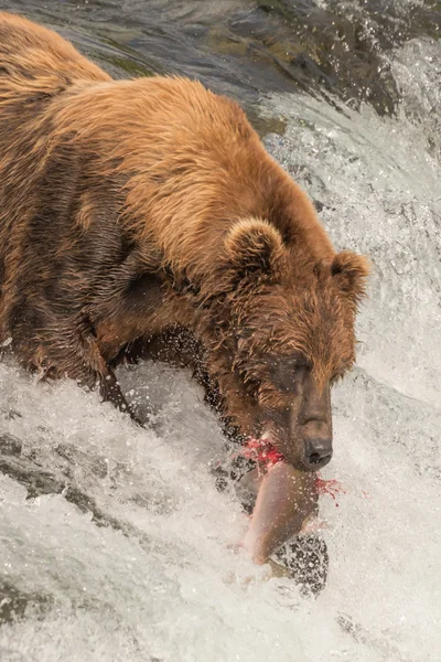 Primer plano del oso con salmón en la boca — Foto de Stock