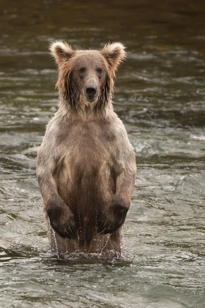 Urso em pé sobre as pernas traseiras no rio — Fotografia de Stock