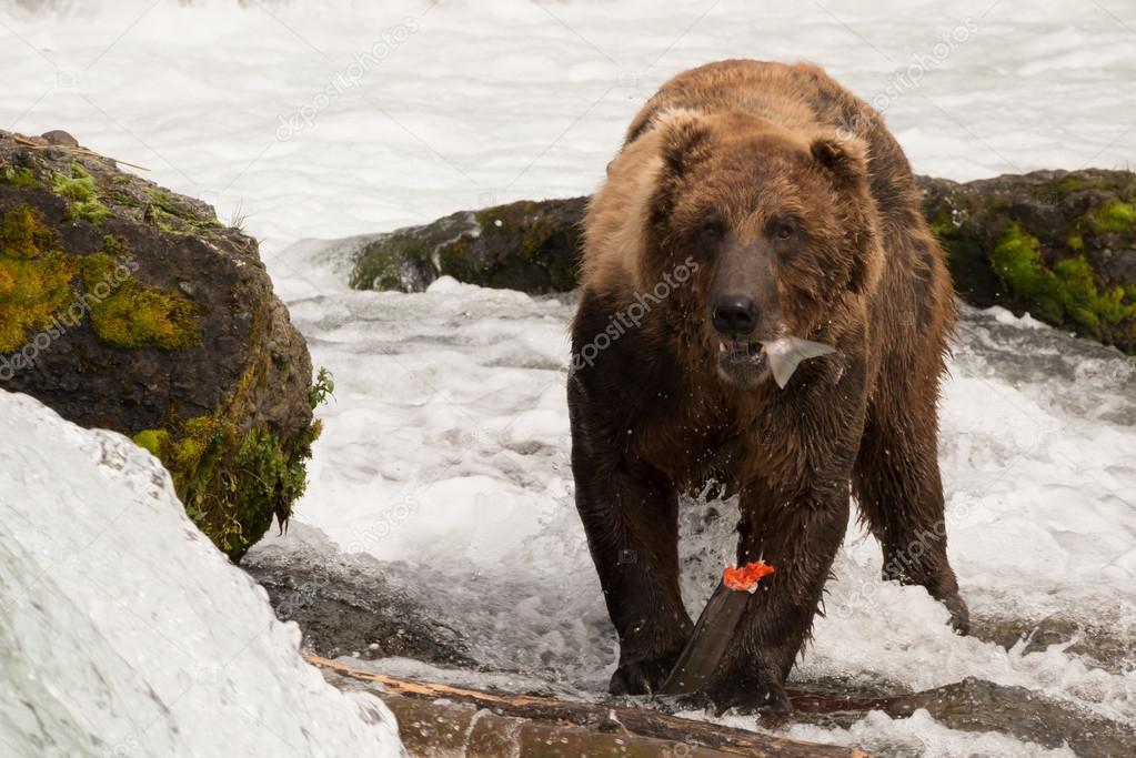 Brown bear eating salmon tail beside rocks