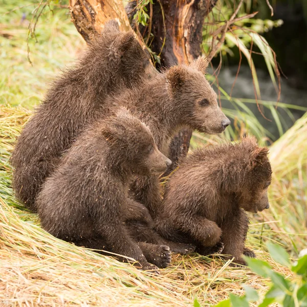 Four bear cubs looking in same direction — Stockfoto
