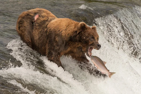 Urso prestes a pegar salmão na boca — Fotografia de Stock