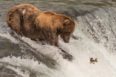 Brown bear on waterfall stares at salmon