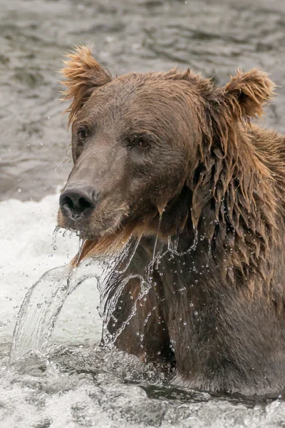 Close-up of drenched brown bear in river — Stock fotografie