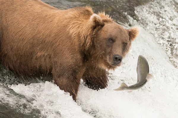 Oso a punto de atrapar salmón en cascada — Foto de Stock