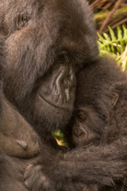 Baby gorilla held by mother looks shy clipart