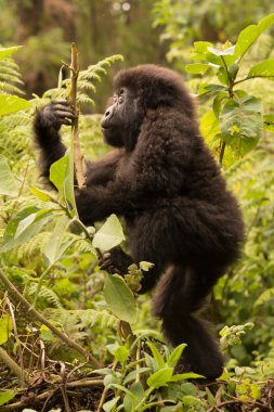 Baby gorilla climbs branch while looking up