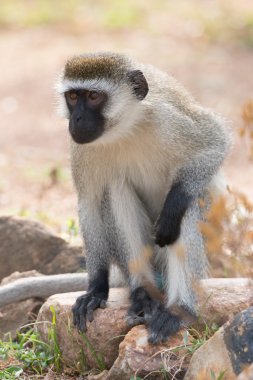 Vervet monkey sitting on rock in sunshine