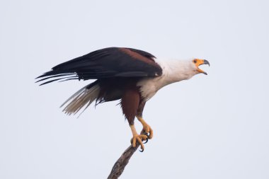 African fish eagle opening beak to squawk
