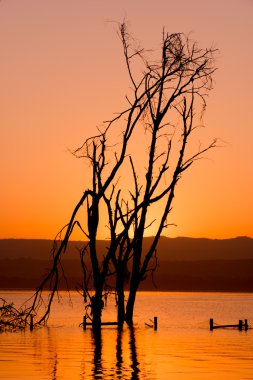 Güneş doğarken kontrast gölde ölü ağaçlar