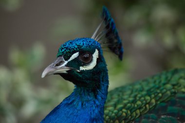 Tavus kuşu kafa kameraya bakarak yakın çekim