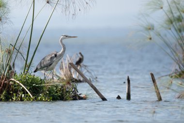 Black-headed heron on island with papyrus reeds